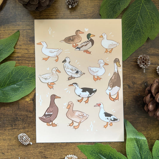 Duck Breeds Art Print